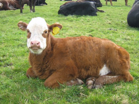 Calf Heifer